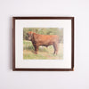 Collection of Bull Photographs