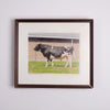 Collection of Bull Photographs
