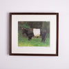 Collection of Bull Photographs