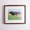 Collection of Bull Photographs
