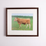 Collection of Bull Photographs