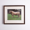 Collection of Bull Photographs