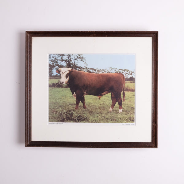 Collection of Bull Photographs