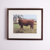 Collection of Bull Photographs