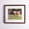Collection of Bull Photographs