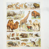Vintage French Animal Illustrations